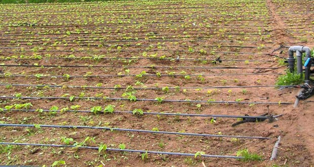 Irrigation goutte à goutte, une technique qui fait sourire les agriculteurs